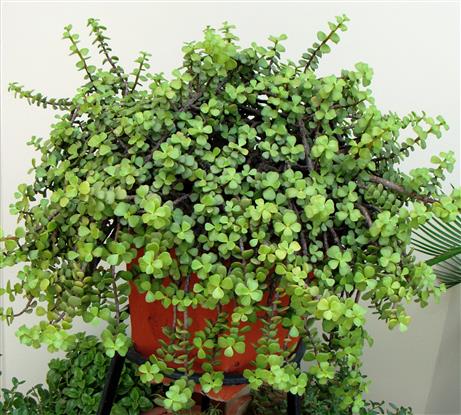 Portulacaria afra